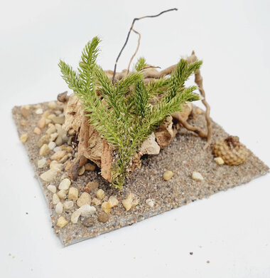 AntScape Biohobby 0223060901004