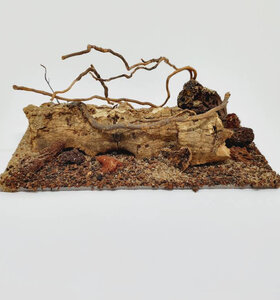 AntScape Biohobby 0323021403019