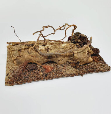 AntScape Biohobby 0323021403019