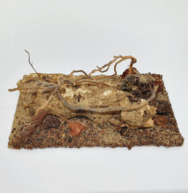 AntScape Biohobby 0323021403019