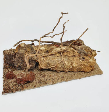 AntScape Biohobby 0323021403019