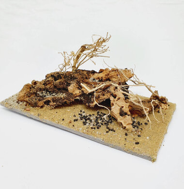 AntScape Biohobby 0323031903005