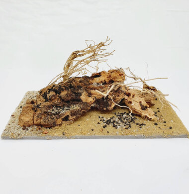 AntScape Biohobby 0323031903005