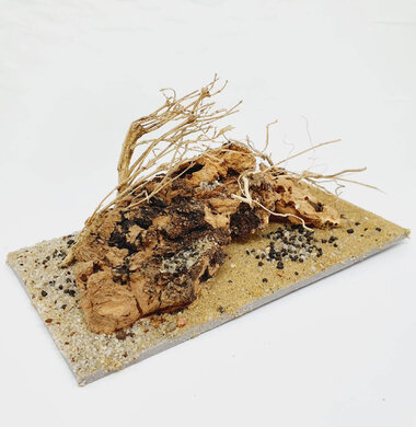 AntScape Biohobby 0323031903005