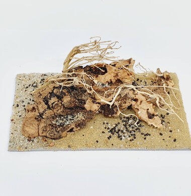 AntScape Biohobby 0323031903005