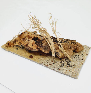 AntScape Biohobby 0323031903005