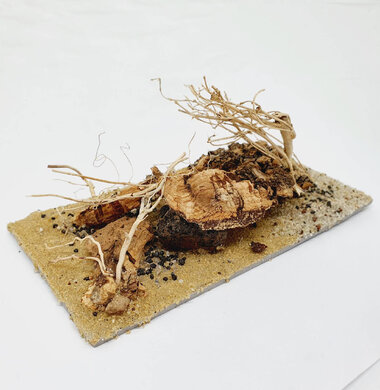 AntScape Biohobby 0323031903005