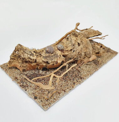 AntScape Biohobby 0323042801004