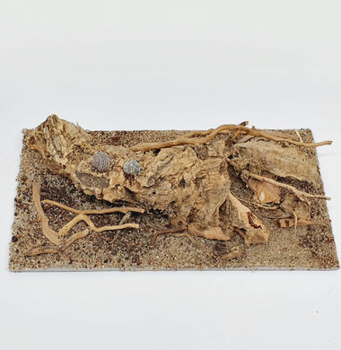 AntScape Biohobby 0323042801004