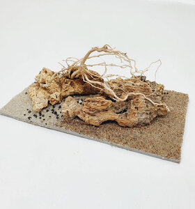 AntScape Biohobby 0323042801005