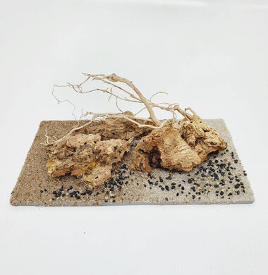 AntScape Biohobby 0323042801005