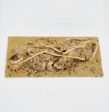 AntScape Biohobby 0423021401002