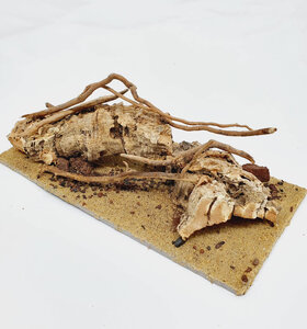 AntScape Biohobby 0423070501022