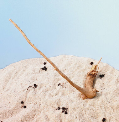 + Коряга для аквариумов и террариумов UDeco Desert Driftwood S 0123052104009