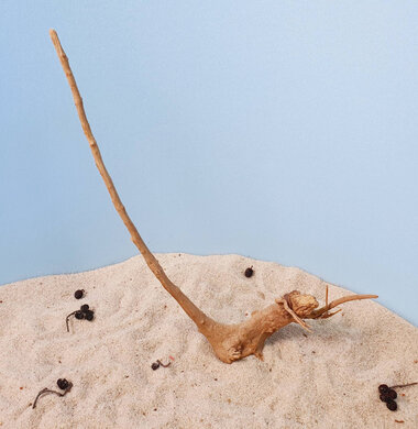 + Коряга для аквариумов и террариумов UDeco Desert Driftwood S 0123052104009