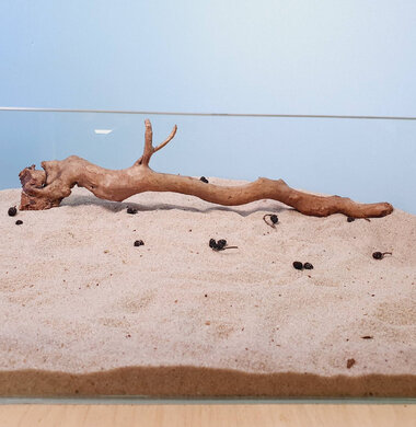 + Коряга для аквариумов и террариумов UDeco Desert Driftwood M 0123052305022