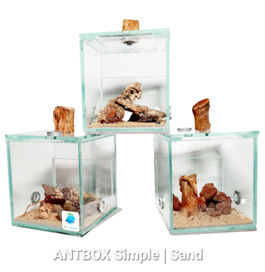 Муравьиная ферма ANTBOX Simple Sand с оформлением и бесплатной доставкой в Минске