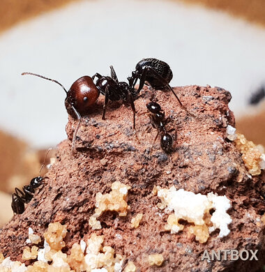 Муравьиная ферма ANTBOX Simple Sand с оформлением и бесплатной доставкой в Минске