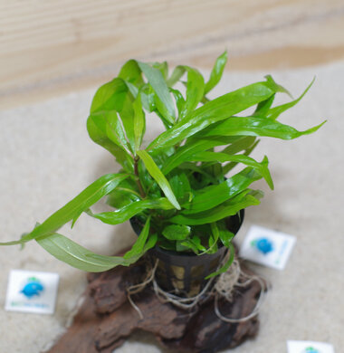 Гигрофила иволистная - Hygrophila angustifolia