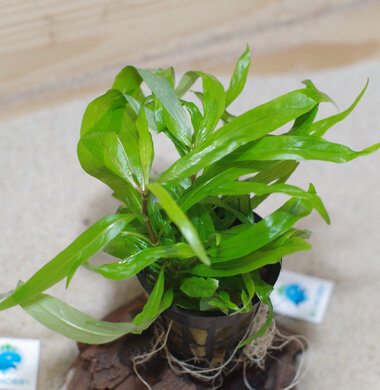 Гигрофила иволистная - Hygrophila angustifolia