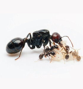 Муравей Messor Barbarus Жнец красноголовый 