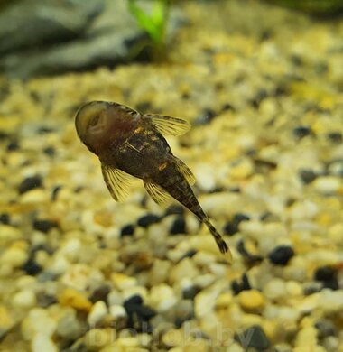 Анциструс обыкновенный - Ancistrus dolichopterus