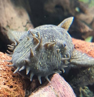 Анциструс обыкновенный - Ancistrus dolichopterus