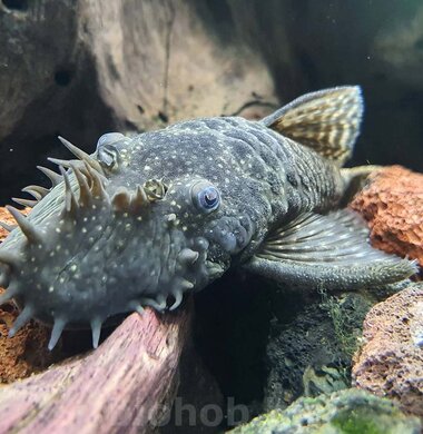 Анциструс обыкновенный - Ancistrus dolichopterus