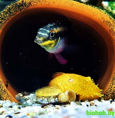 Анциструс золотой L-144 Ancistrus sp. (L-144)