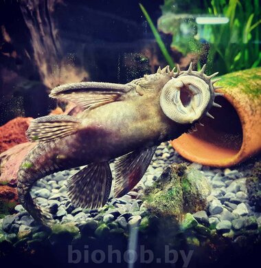 Анциструс обыкновенный - Ancistrus dolichopterus