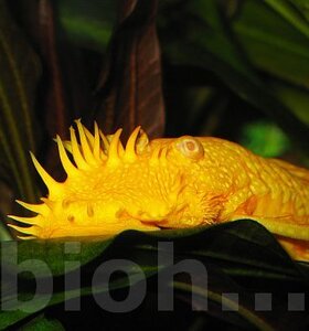 Анциструс золотой L-144 Ancistrus sp. (L-144)