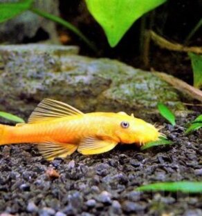 Анциструс золотой L-144 Ancistrus sp. (L-144)