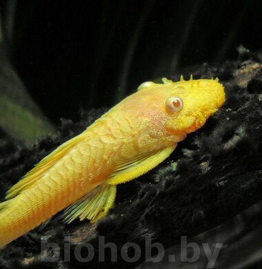 Анциструс золотой L-144 Ancistrus sp. (L-144)