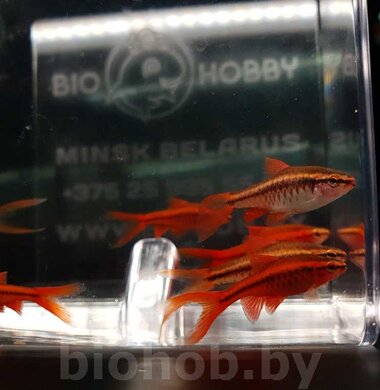 Барбус Вишневый - Barbus titteya