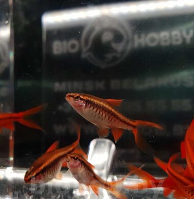 Барбус Вишневый - Barbus titteya