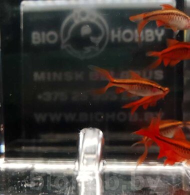 Барбус Вишневый - Barbus titteya