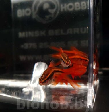 Барбус Вишневый - Barbus titteya