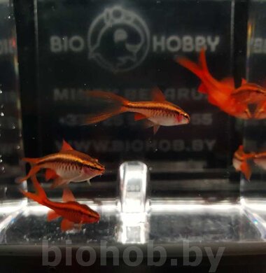 Барбус Вишневый - Barbus titteya