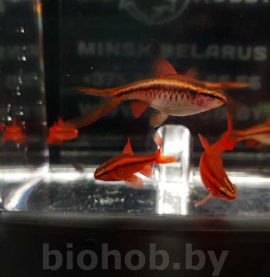 Барбус Вишневый - Barbus titteya