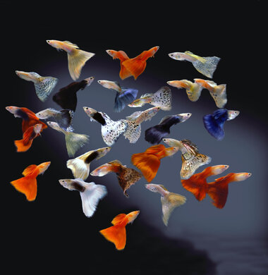 Гуппи Ассорти - Poecilia reticulata