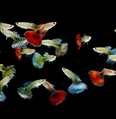 Гуппи Ассорти - Poecilia reticulata