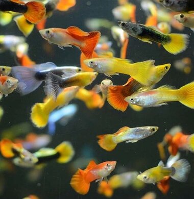 Гуппи Ассорти - Poecilia reticulata