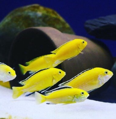 Лабидохромис Еллоу - Labidochromis caeruleus var. “Yellow”