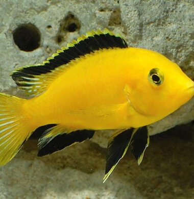 Лабидохромис Еллоу - Labidochromis caeruleus var. “Yellow”