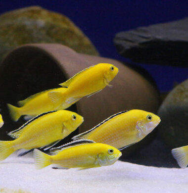 Лабидохромис Еллоу - Labidochromis caeruleus var. “Yellow”