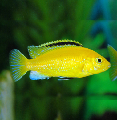 Лабидохромис Еллоу - Labidochromis caeruleus var. “Yellow”