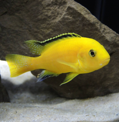 Лабидохромис Еллоу - Labidochromis caeruleus var. “Yellow”