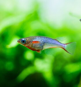 Рисовая рыбка - Оризиас Вовора - Oryzias Woworae