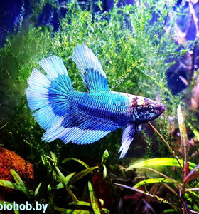 Петушок Сиамский Супердельта - Betta Super Delta