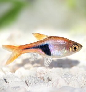 Расбора Клинопятнистая Гетероморфа - Trigonostigma heteromorpha